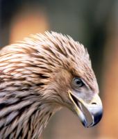 Το δάσος της Δαδιάς - Λευκίμης - Σουφλίου