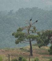 Το δάσος της Δαδιάς - Λευκίμης - Σουφλίου