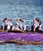 Δέλτα του Ποταμού Έβρου