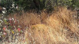 Μέχρι τις 15 Ιουνίου η προθεσμία για τον καθαρισμό οικοπέδων 