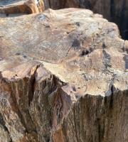 Στο έλεος βανδάλων και ως βάση βρύσης αφέθηκε απολιθωμένος κορμός στην Αλεξανδρούπολη.