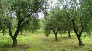 Άμεση ανάγκη ψεκασμού των ελαιόδεντρων σε Αλεξ/πολη και Σαμοθράκη.