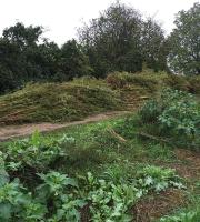 ΦΩΤΟ: Η απίστευτη ποσότητα. Περισσότερα από 3000 τα δενδρύλια.