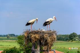 Στον Πόρο Έβρου, στο χωριό των πελαργών