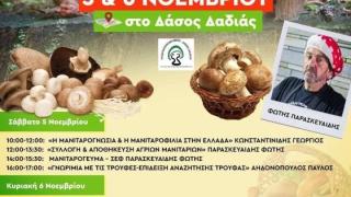 Επανέρχεται η 12η Γιορτή Μανιταριού στο Δάσος της Δαδιάς