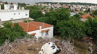 Οι πελαργοί του Έβρου και το "Ευρωπαϊκό Χωριό Πελαργών" (φωτο)