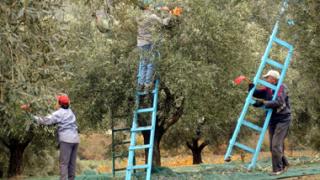 Σε δημιουργία οργάνωσης Ομάδας Ελαιοπαραγωγών προσανατολίζεται η Π.Ε.Έβρου.