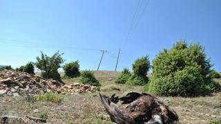 Δαδιά: Νεκρός Μαυρόγυπας από ηλεκτροπληξία μετά από πρόσκρουση στα καλώδια του δικτύου ηλεκτρισμού