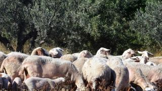 Έλεγχοι σε όλη τη Θράκη για τον ιό της πανώλης στα αιγοπρόβατα