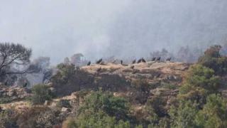 Δαδιά: Ξεκινά η οικολογική αποκατάσταση του Εθνικού Πάρκου μετά την πυρκαγιά