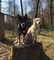 Δύο κουτάβια που κατέληξαν αδέσποτα στην Αλεξανδρούπολη έγιναν θεραπευτές στην Γερμανία