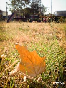 "Autumn's first appearance"