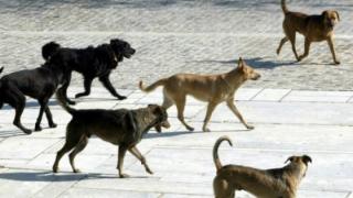 113.000 ευρώ σε Αλεξανδρούπολη, Ορεστιάδα & Σουφλί για καταφύγια αδέσποτων