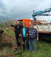 Φαλέκας Ιωάννης: Μεταφύτευσε ελιά 300 ετών μπροστά στο δημαρχείο Τραΐανούπολης (φωτορεπορτάζ)