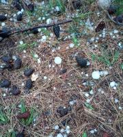 Αγία Παρασκευή