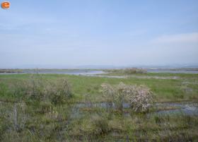 Στο Δέλτα του Έβρου.