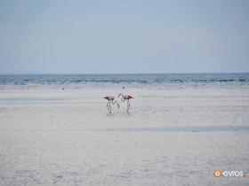 Κρυφακούγωντας ένα ζευγάρι από φλαμίνγκο στις εκβολές του Έβρου