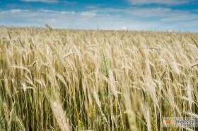 Thus, because summer is good!