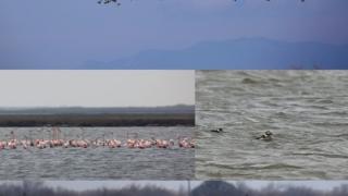 Χειμώνιασε στο Δέλτα του Έβρου και ο υγρότοπος γέμισε πτηνά!