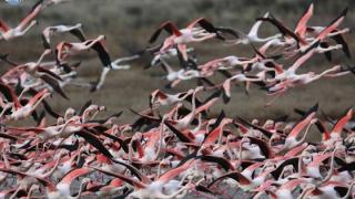 Flamingolar Evros’a geri döndü