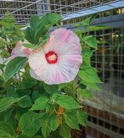 Γεωργικά εφόδια - Άνθη - Φυτά