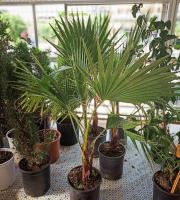 Γεωργικά εφόδια - Άνθη - Φυτά