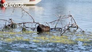 Μυοκάστορας στη λίμνη του Τυχερού - Πρωτόγνωρο θέαμα για τους περαστικούς (video)