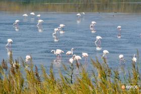Τρυπώσαμε για μία στιγμή στον κόσμο των φλαμίνγκο στο Δέλτα Έβρου
