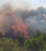 Συναγερμός στην Πυροσβεστική: Πυρκαγιά στην Λευκίμμη (video)