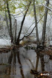 Το χιονισμένο δάσος της Λεπτοκαρυάς