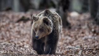 Μεγάλη αρκούδα εμφανίστηκε σε ορεινή περιοχή του δήμου Αλεξανδρούπολης