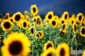 For some pictures of this kind we like summer!