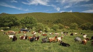 Κτηνοτρόφοι από όλη την ΑΜΘ ζητούν έκτακτη συνεδρίαση του περιφερειακού συμβουλίου