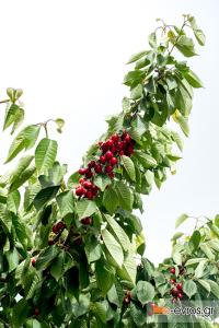 Nevertheless, we'll keep on holding a small basket!