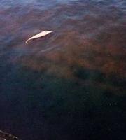 Το δελφίνι εχθές, πριν ξεβραστεί στην ακτή