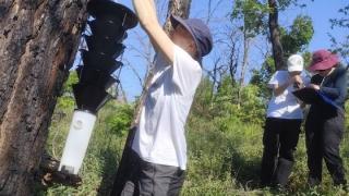 Φλοιοφάγα σκαθάρια απειλούν τα πεύκα του Εθνικού Πάρκου Δάσους Δαδιάς - Λευκίμης - Σουφλίου