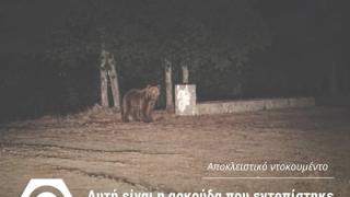 Αλεξανδρούπολη: Οδηγίες της Διεύθυνσης Δασών Έβρου με αφορμή την εμφάνιση καφέ αρκούδας 
