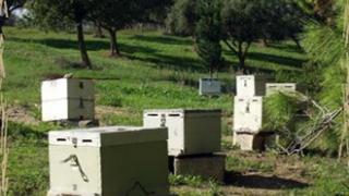 Φέρες: Ηλικιωμένος πήγε να δει τα μελίσσια του κι έχασε τη ζωή του.