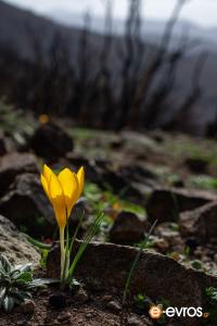 Τα λουλούδια δίνουν ξανά ζωή στο δάσος της Μαυρόπετρας