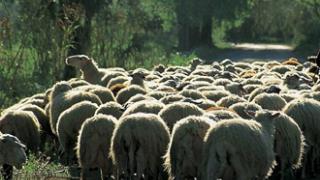 Πύθιο: Επιβεβαιωμένα κρούσματα ευλογιάς σε κοπάδι. 