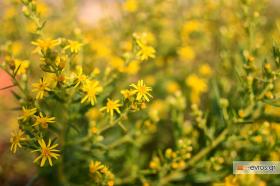 Στο δασάκι της Αισύμης με τα όμορφα λουλούδια του!