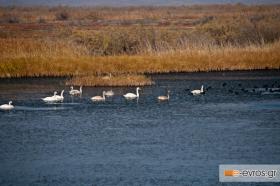 Πλούσια η πανίδα στο Δέλτα του Έβρου