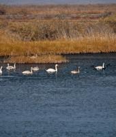 Δέλτα του Ποταμού Έβρου