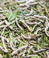 Sofulu: İpek sanatı müzesi 