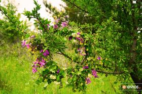 "How beautiful it is, when May comes".