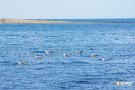 "Admiring the wildlife in Seamen Scouts".