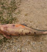 Δελφίνι ξεβράστηκε σε παραλία της Αλεξανδρούπολης