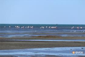 Ροζ φλαμίνγκο στο Θρακικό πέλαγος