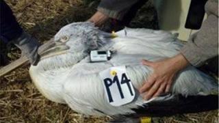 Αργυροπελεκάνος έπεσε 'θύμα' λαθροθηρίας στο Δέλτα του Έβρου.