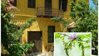Σουφλί: Λουλουδομπερδέματα στο Μουσείο Μετάξης